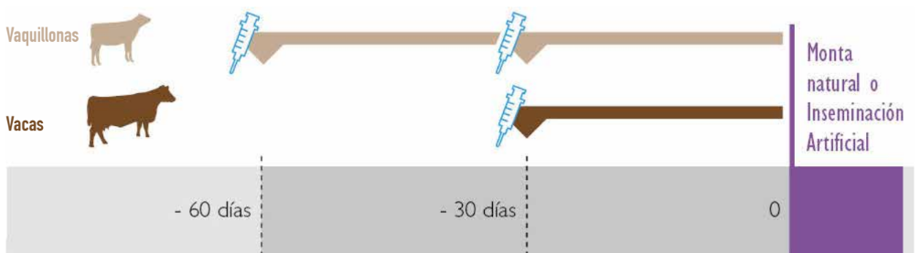 Esquema de vacunación: primera dosis a -60 días, segunda dosis a -30 días, inicio de monta natural o inseminación artificial en el día 0, para vaquillonas y vacas