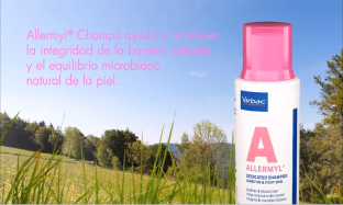 qué champú es bueno para los perros con picazón en la piel