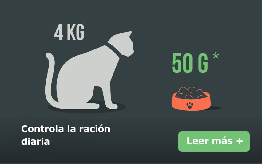 racion-diaria-gato.jpg